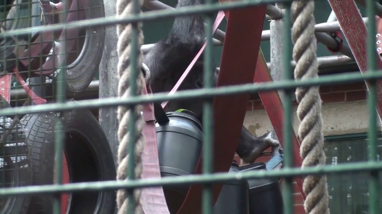 Gorilla enrichment; four great ideas
