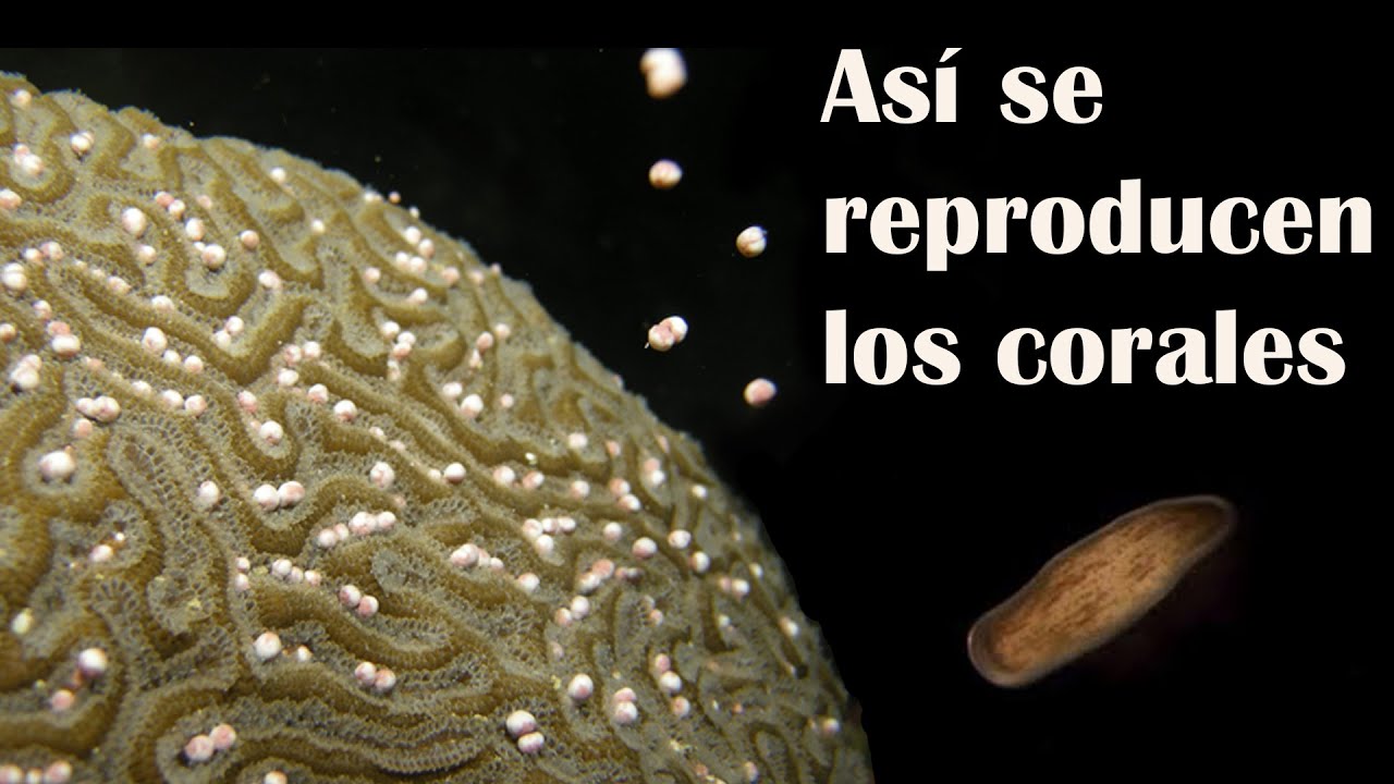 REPRODUCCI&Oacute;N DE LOS CORALES
