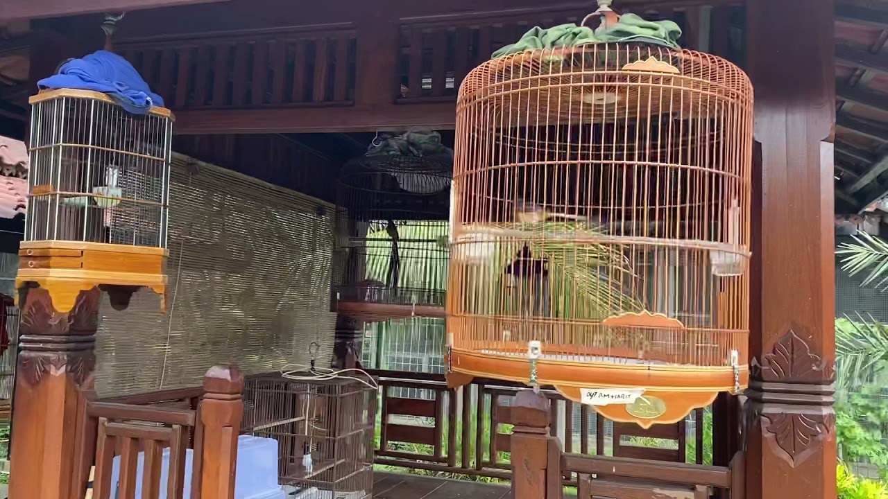 CTR Bird Farm Bogor. +62 813 18832963 untuk diskusi sekitar hobby.