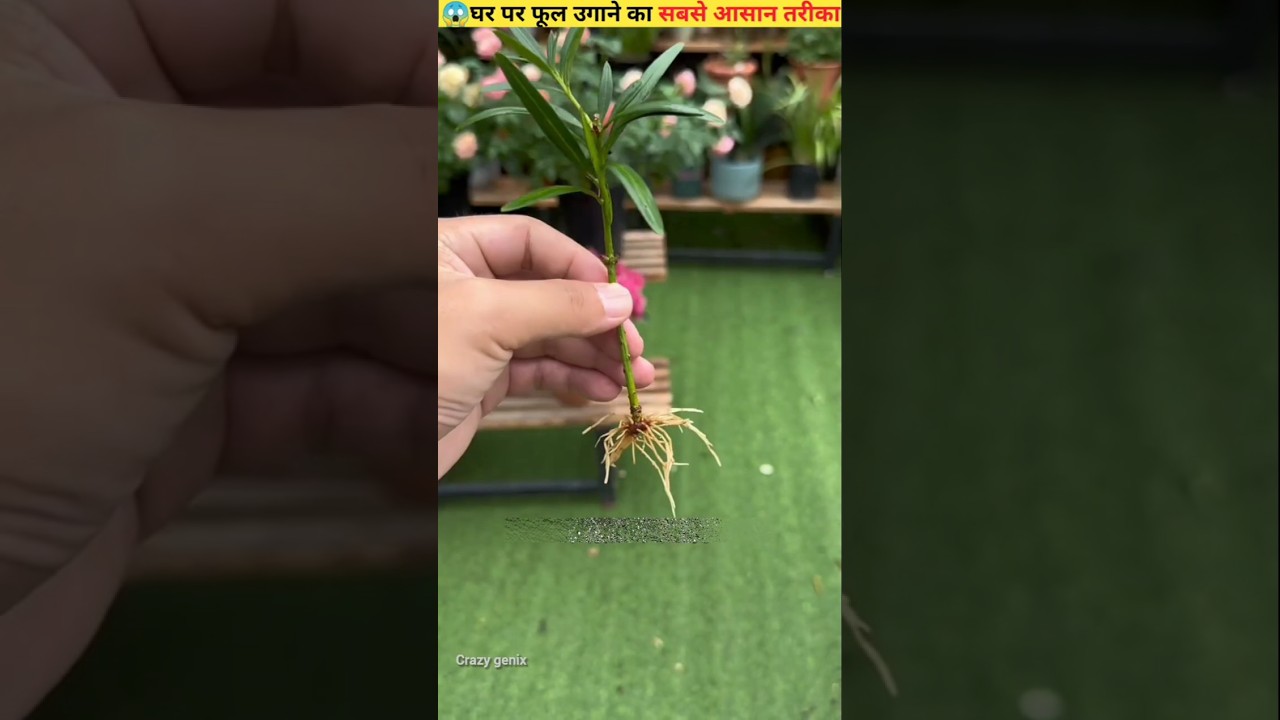 😱The Easiest Traditional Method to Grow Flowers  #farmingshorts #growflower  #shorts