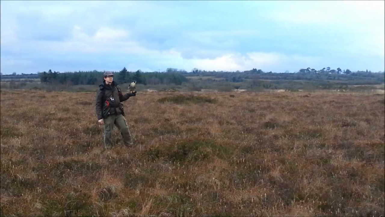 Falconry, Snipe hawking in Ireland