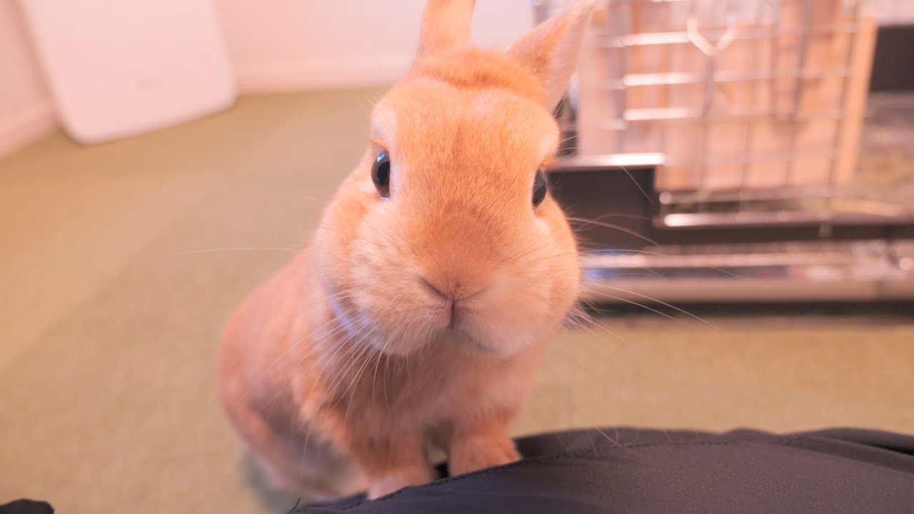 例のウサギにお布団を奪われて飼い主に助けを求めてくるムギさん【No.919】