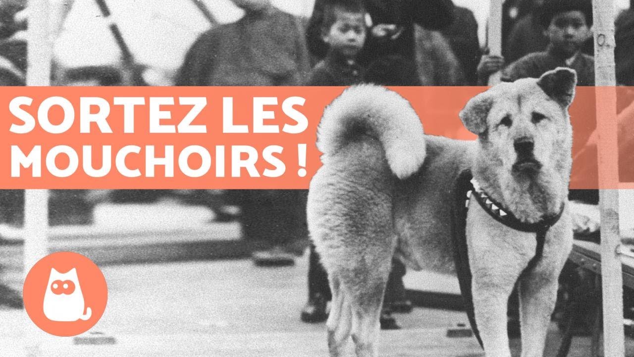L'INCROYABLE histoire de HACHIKO, le chien fidèle 🐶