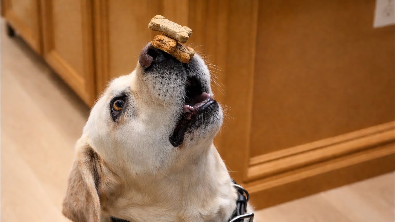 Funny Labrador Dog Videos That Will Make You LAUGH OUT LOUD