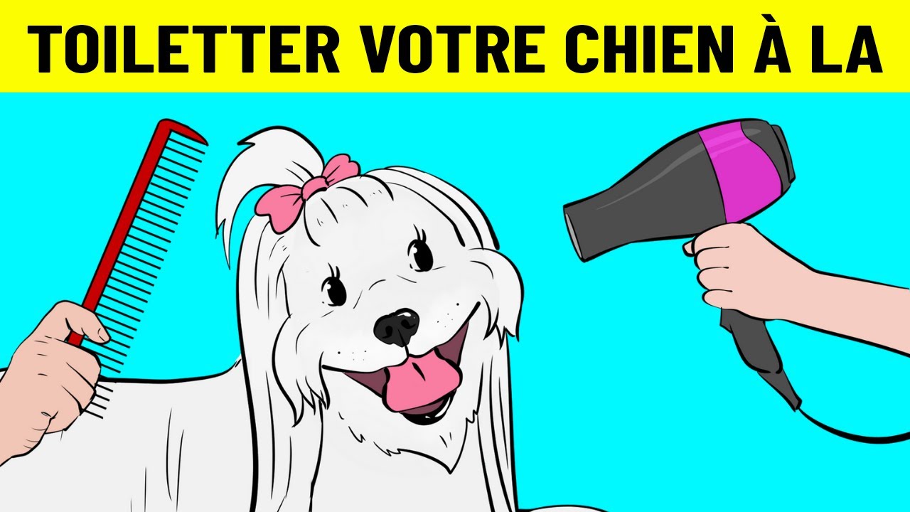 Comment Toiletter Votre Chien À La Maison Comme Un Pro