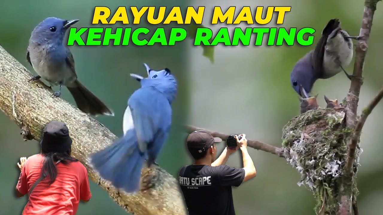 SEMOGA DI AVIARY DEHAKIMS BISA MELIHAT KEHICAP RANTING SEPERTI INI 🙀