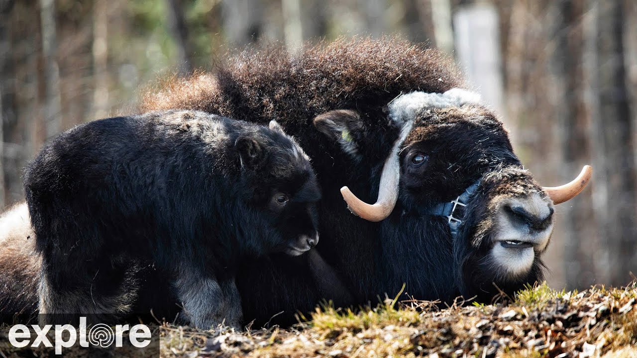 Musk Ox Camera at the University of Alaska Fairbanks powered by EXPLORE.org