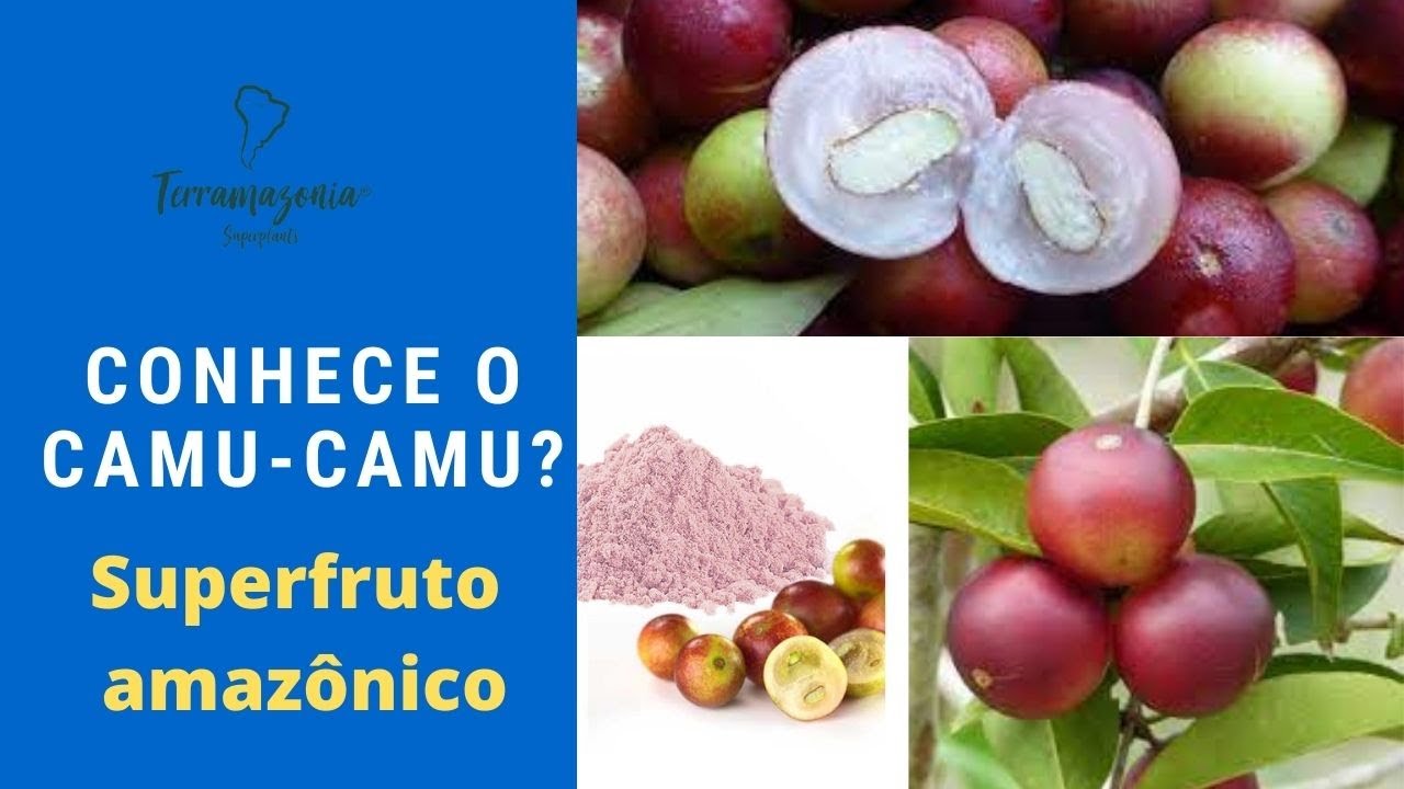 Conhece o camu-camu ?
