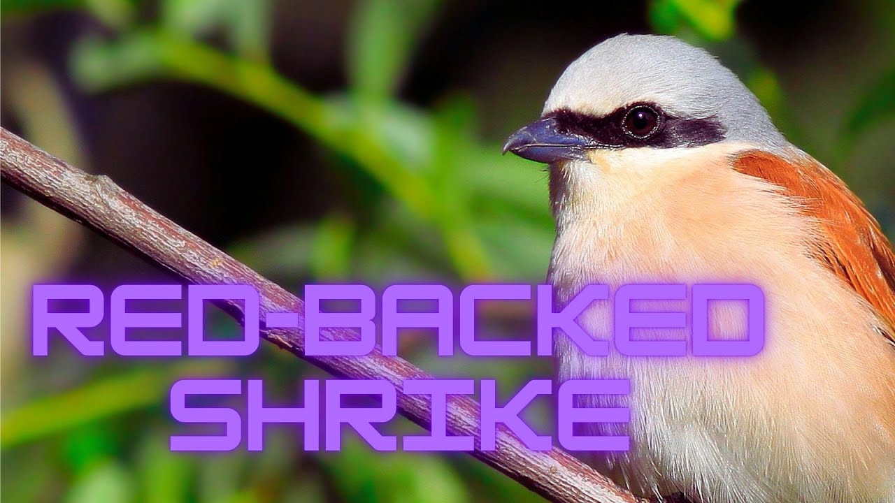 The Red-backed Shrike: Nature's Fierce and Beautiful Songbird
