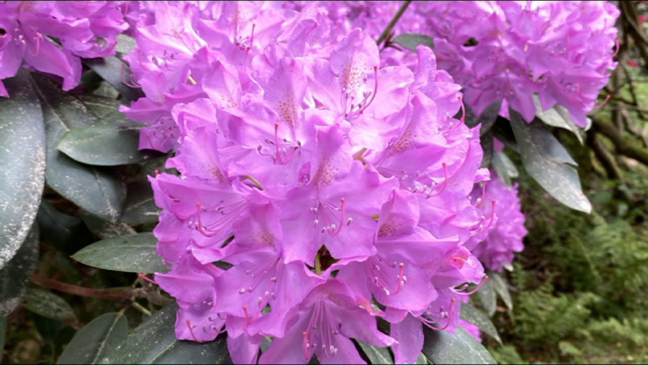 2020 - RHODODENDRON - BLÜTE