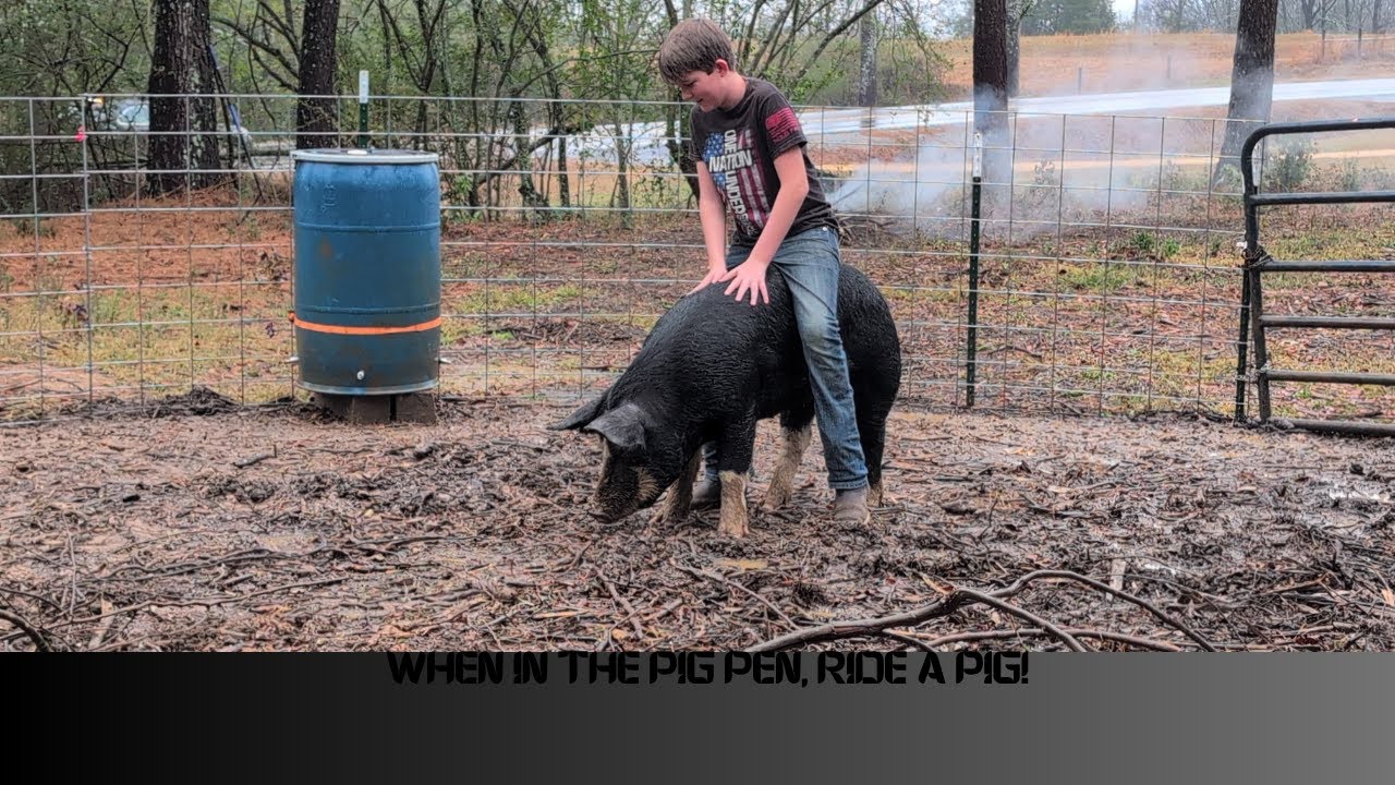 When in The Pig Pen, Ride a Pig! Join Lincoln in The Pig Pen! 🐽