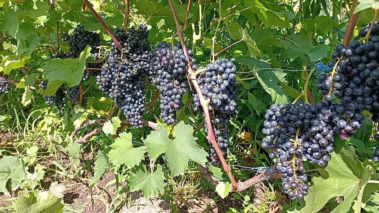 Кишмиш Красень 2023.Супер виноград для червоного вина.