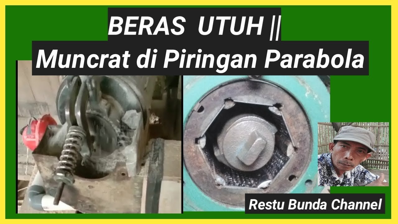 BERAS UTUH || Muncrat di Piringan Parabola #PenggilinganPadiAmatir