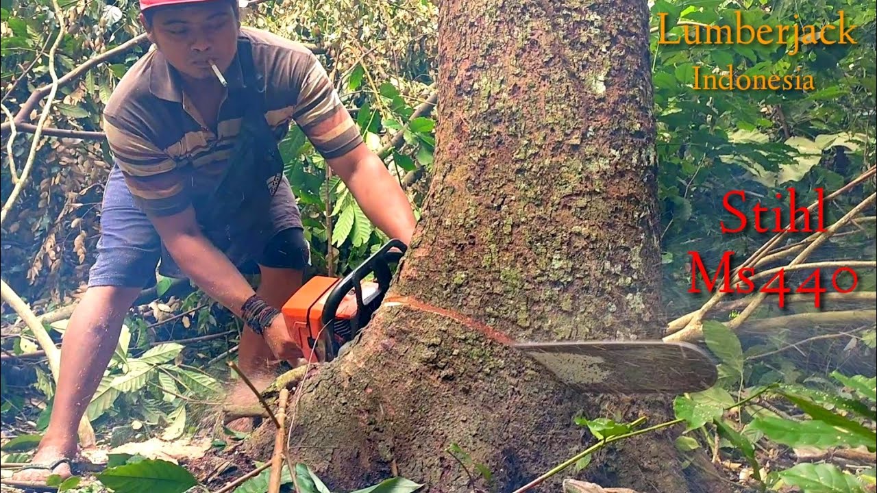 Don't play,!! Super sharp chainsaw chain cutting down a bayur tree