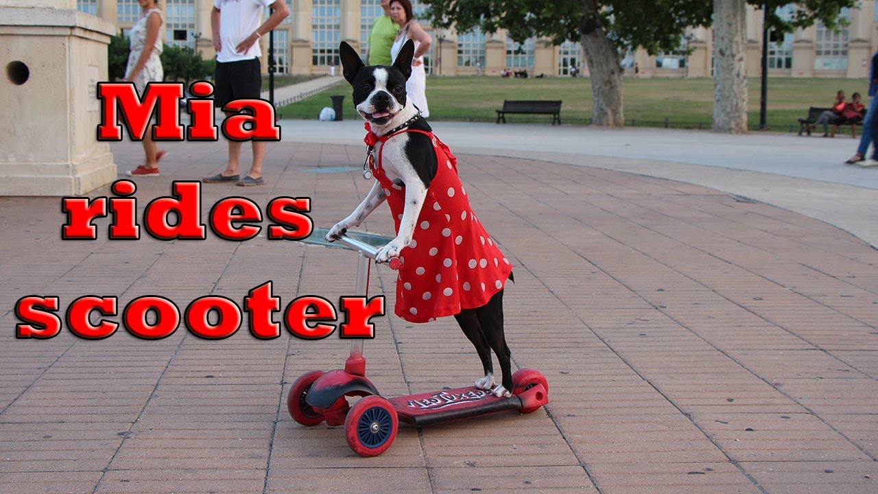 Amazing dog in sexy dress rides the scooter