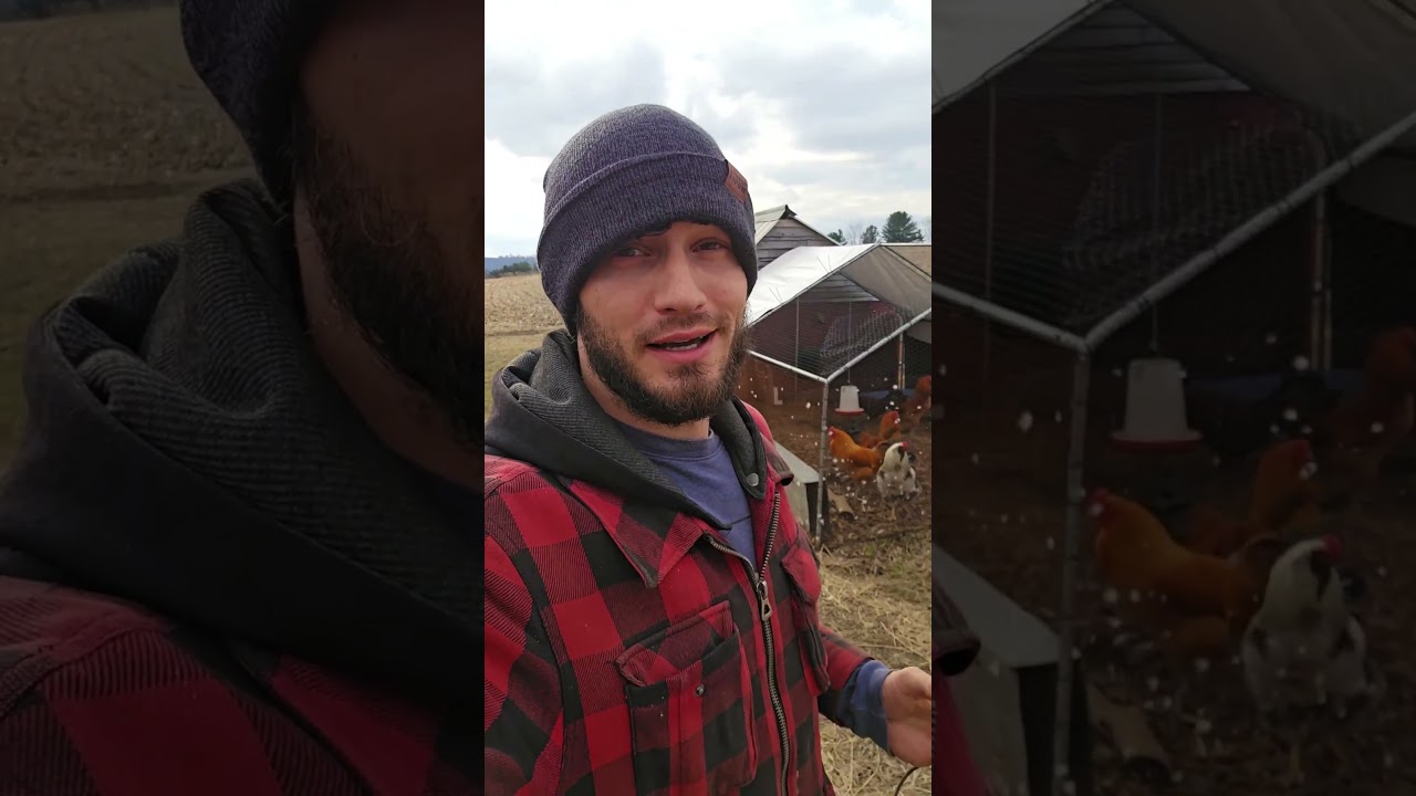 Ищу яйцо мамблеса! #WhittAcres #жизньнаферме #наслаждайтесьприродойсегодня