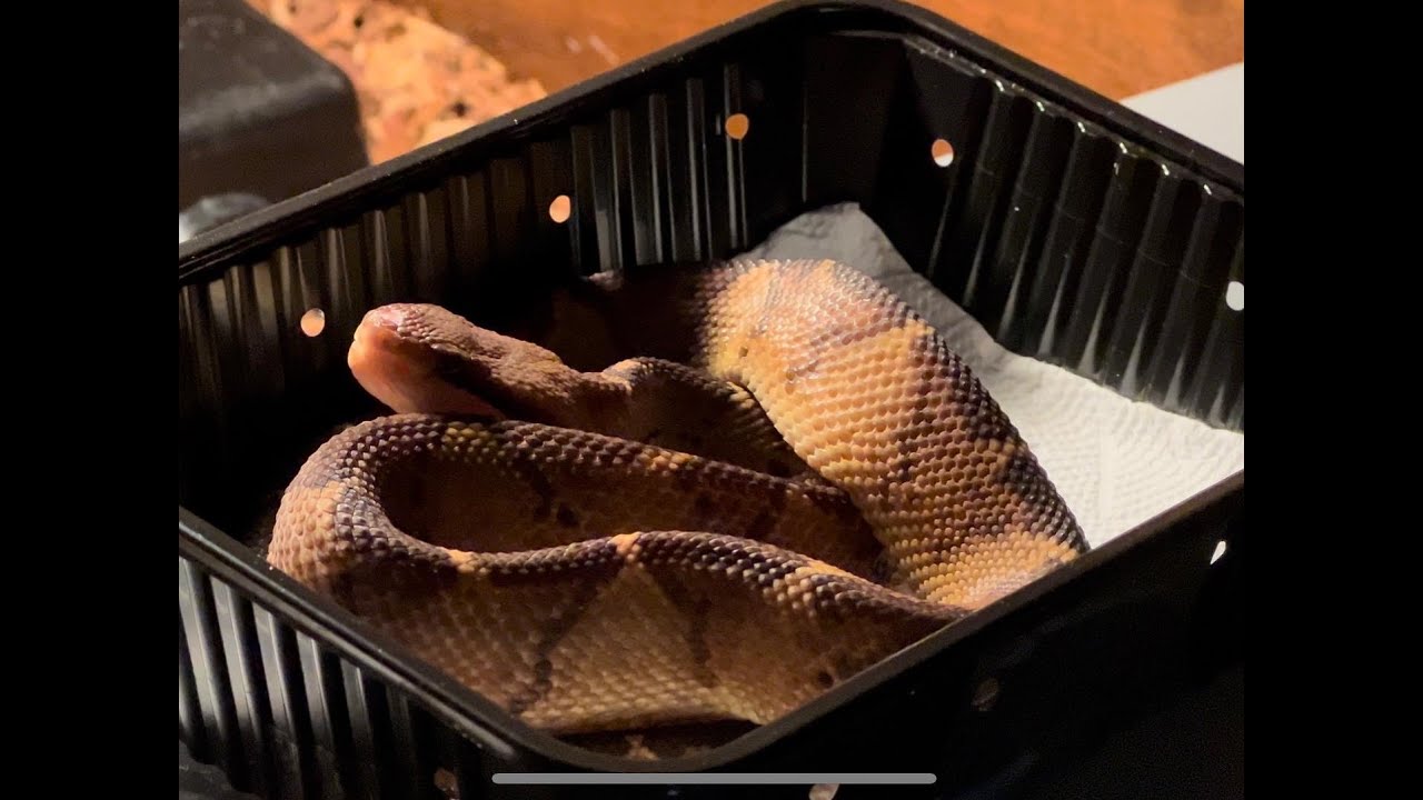 New Bushmasters and Taipans + Feeding Venomous Snakes and Lizards