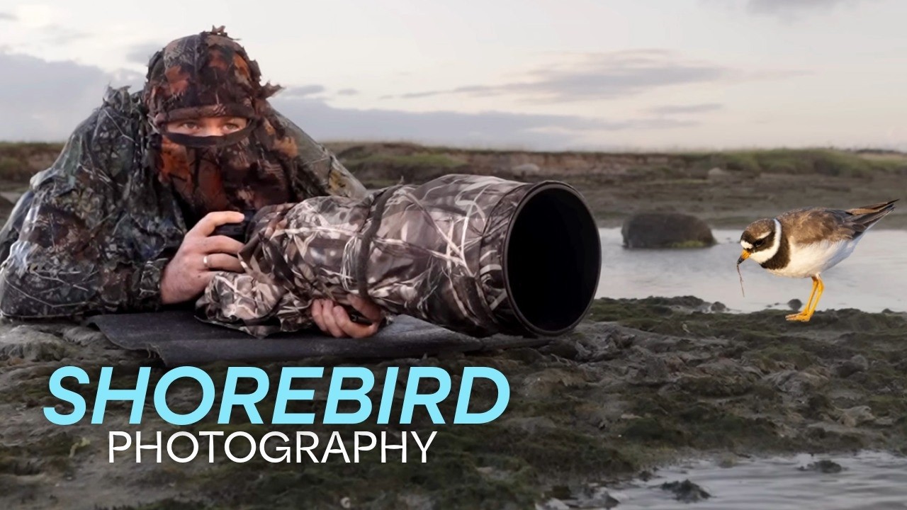What a place! - Shorebird photography heaven
