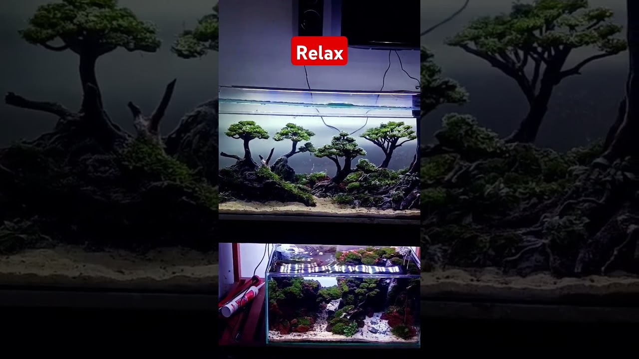 Simple Aquascape Design #aquascape #aquascapedesign #aquascapewaterfall #aquascapebonsai