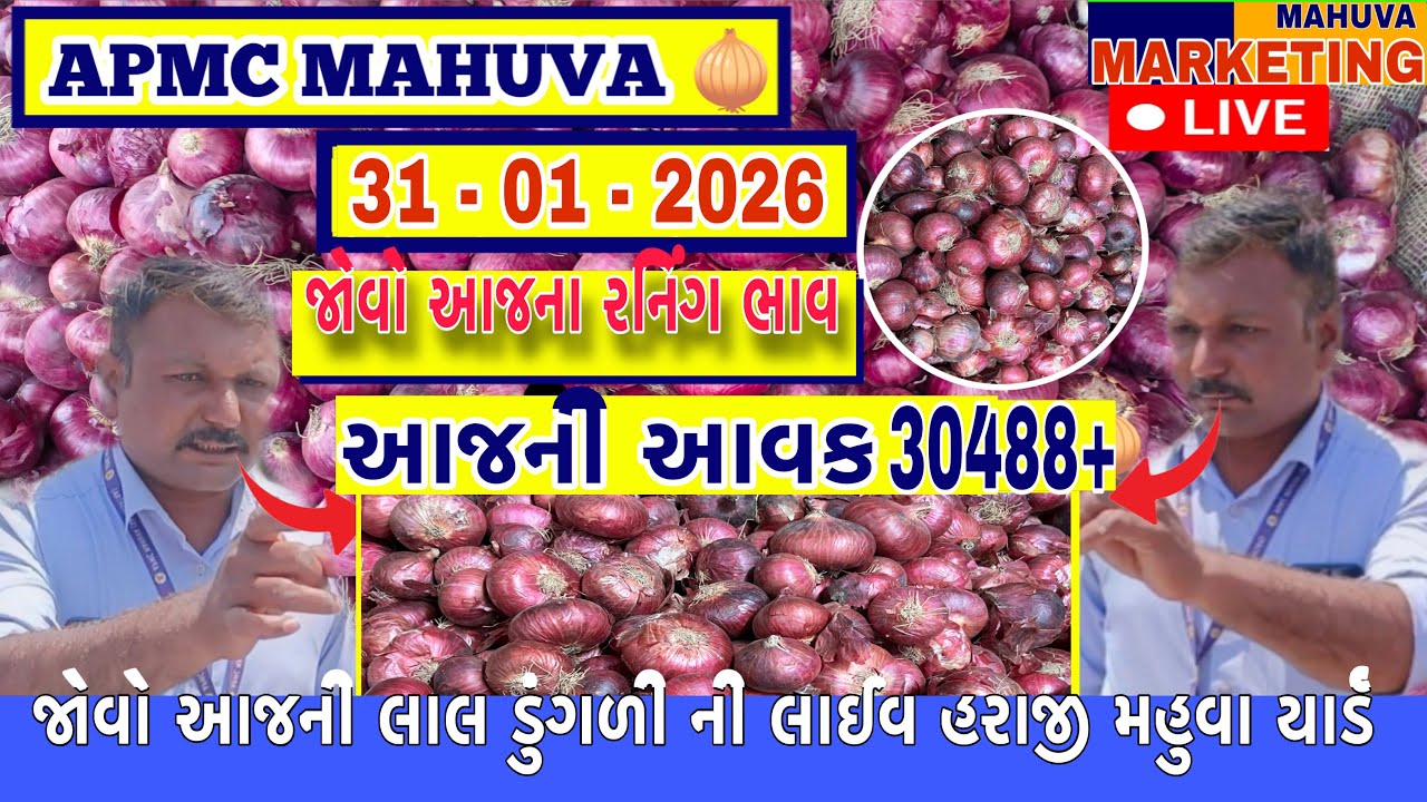 જોવો આજની લાલ ડુંગળી ની લાઈવ હરાજી | APMC MAHUVA | આજની આવક 30488+ થેલા આખી |