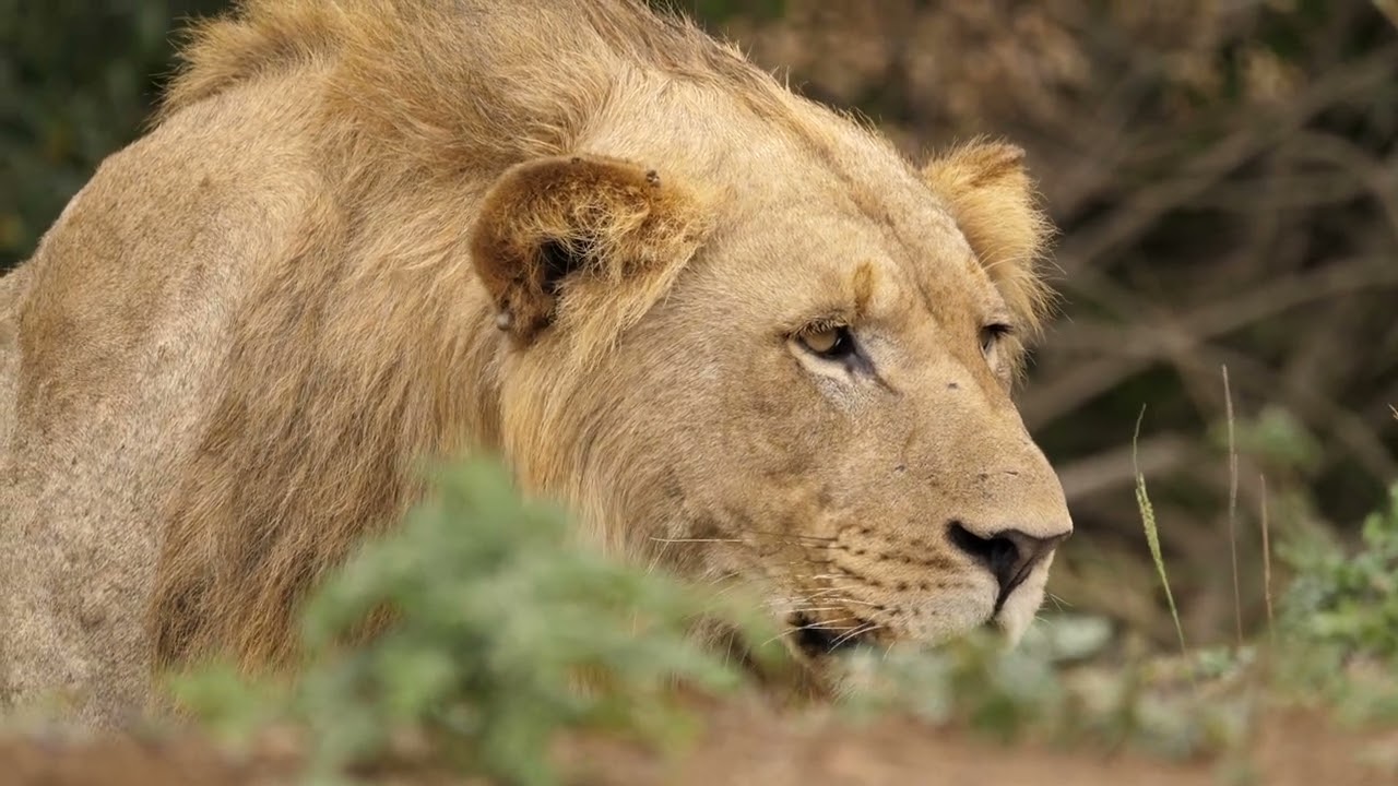 Lion holds still as he observes surroundings free stock footage | Premium Video Footage | 4K