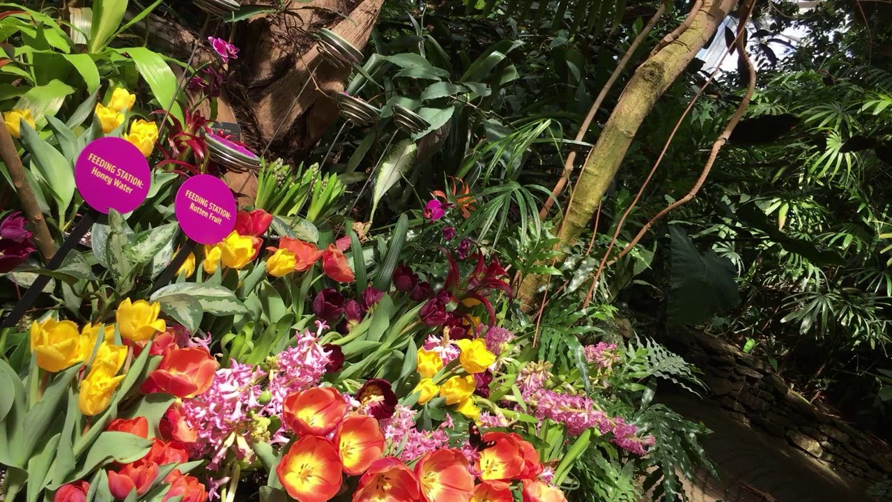 Butterfly livestream