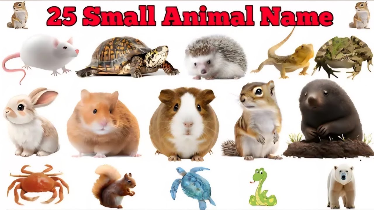 25 छोटे जीव जंतुओं के नाम | Learn 25 Small Animals Name English to Hindi 🐜🐭🐸