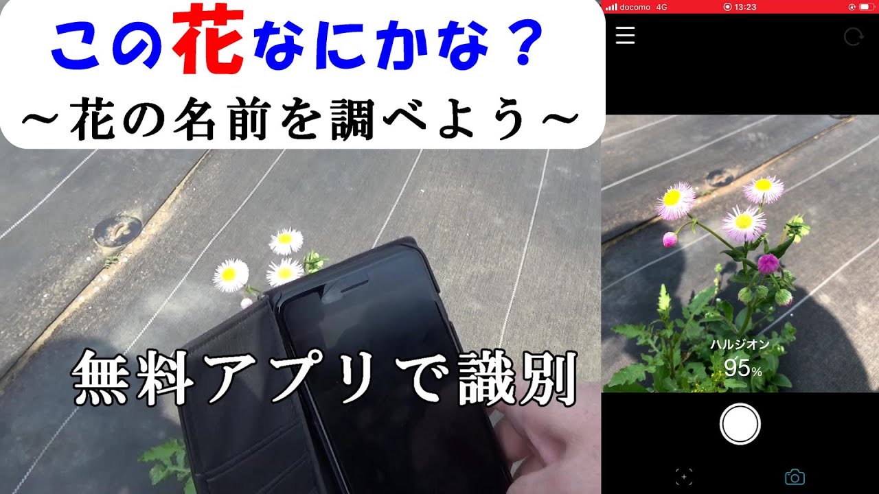 花の名前を調べる【無料アプリ・ハナノナ】操作は簡単かざすだけ