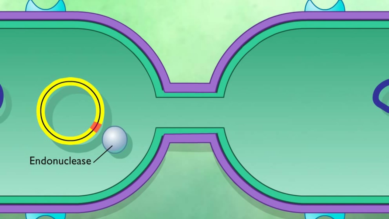 Bacterial Conjugation  Transfer of the F Plasmid HD Animation