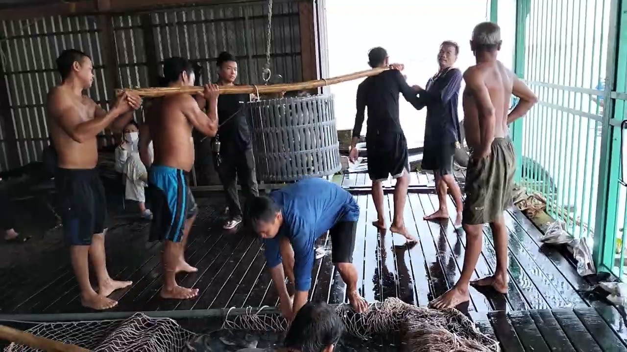 Phong cảnh bắt cá chim xuống ghe trời buổi sáng rất là đẹp 