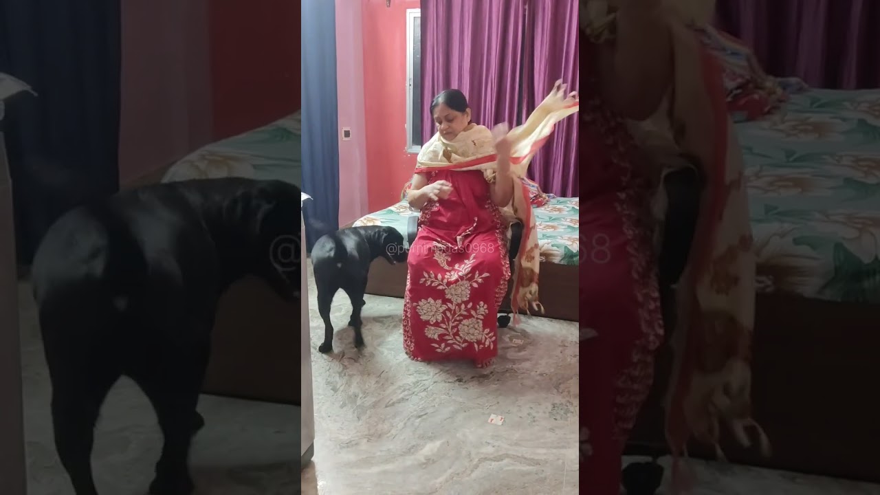 MY Labrador 🦮 Rani video 584 #dogbreeds #labrador #dog #doglove #doglife #cutedog 