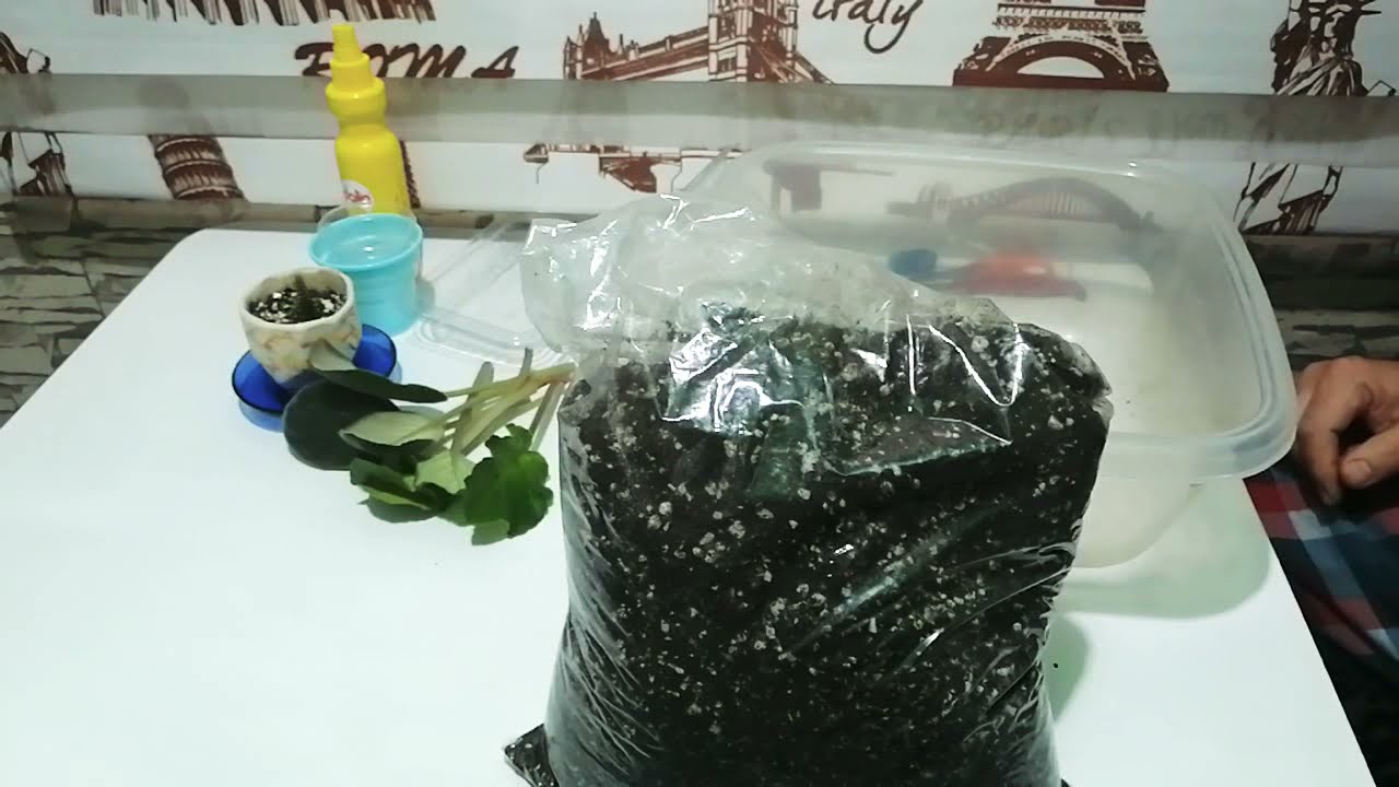 Menekşe toprak seçimi