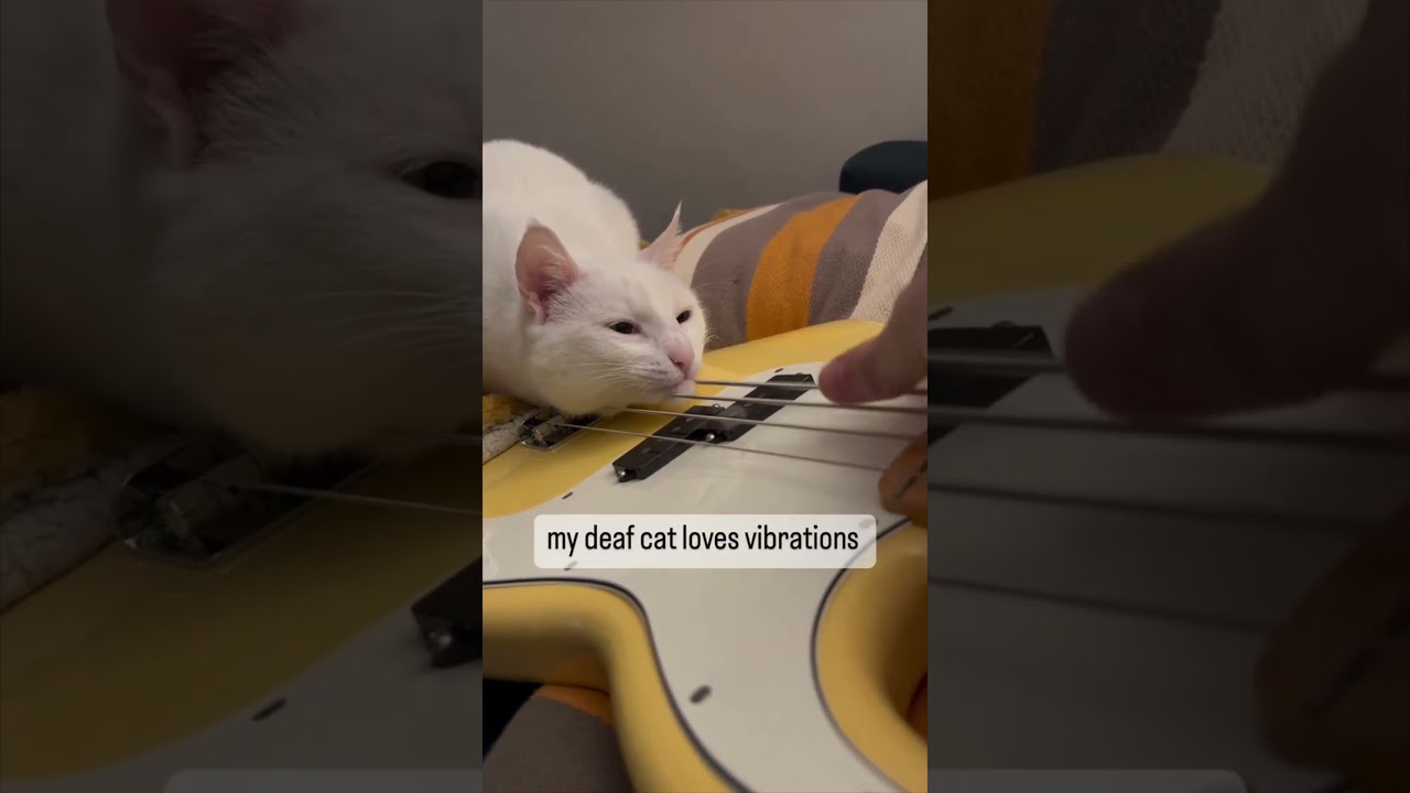 CAT.❤️.BASS #Playeroftheweek | Feat. Fantomtracks