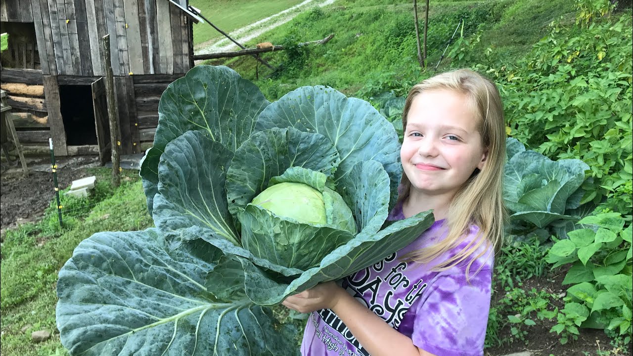 CABBAGE HARVEST