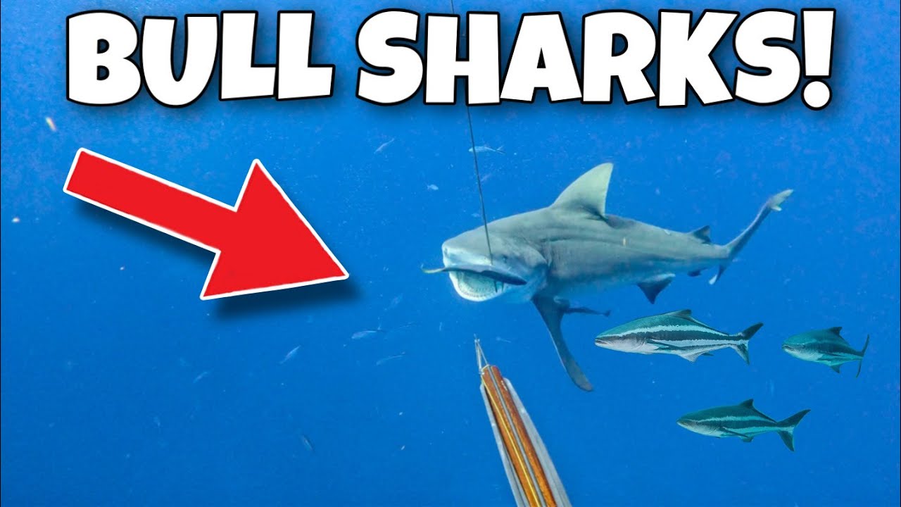 Spearing FISH Off GIANT SHARKS!!