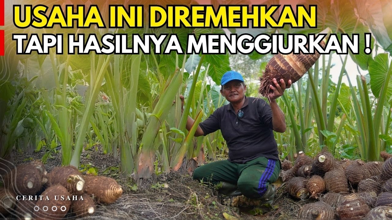 POTENSI BISNIS 2025 BUDIDAYA TALAS PRATAMA TERNYATA PUNYA PROSPEK MENGGIURKAN  | CERITA USAHA