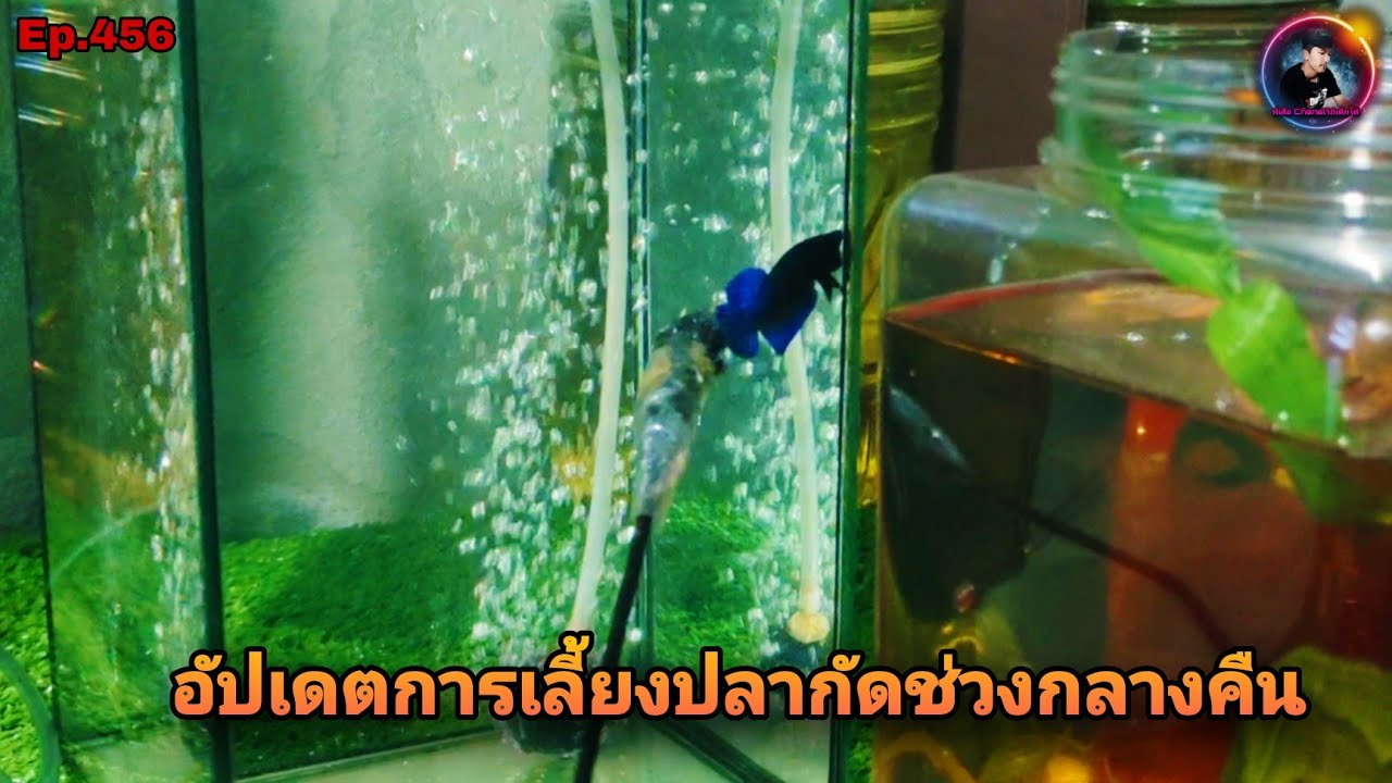 อัปเดตการเลี้ยงปลากัดแต่งปลากัดในช่วงกลางคืน เพื่อเพิ่มความแข็งแรงสำหรับปลา(Betta splendens)