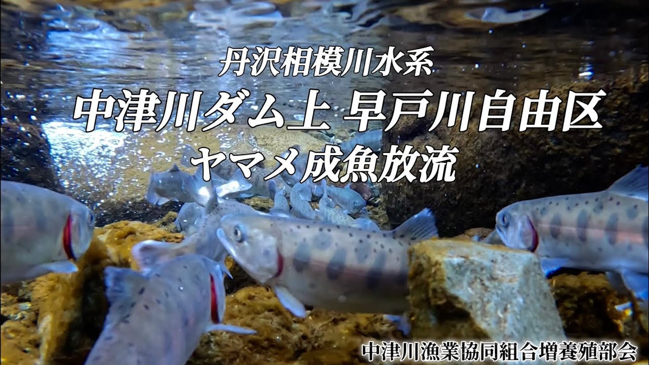 ヤマメ成魚放流～丹沢中津川ダム上・早戸川自由区