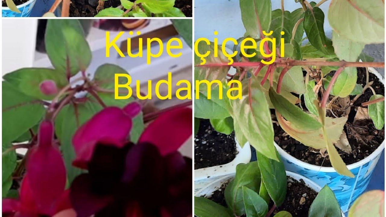 Küpe çiçeği Nasıl Budanır. Küpe çiçeği çelikten nasıl köklendirilir.