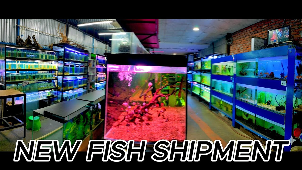 New Aquarium Fish Stock! Unboxing & Tank Updates