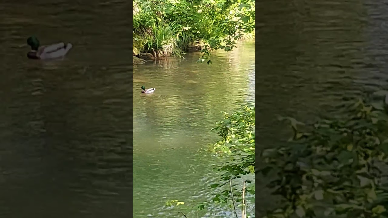 relaxing duck #shorts #duck #relaxation #meditation