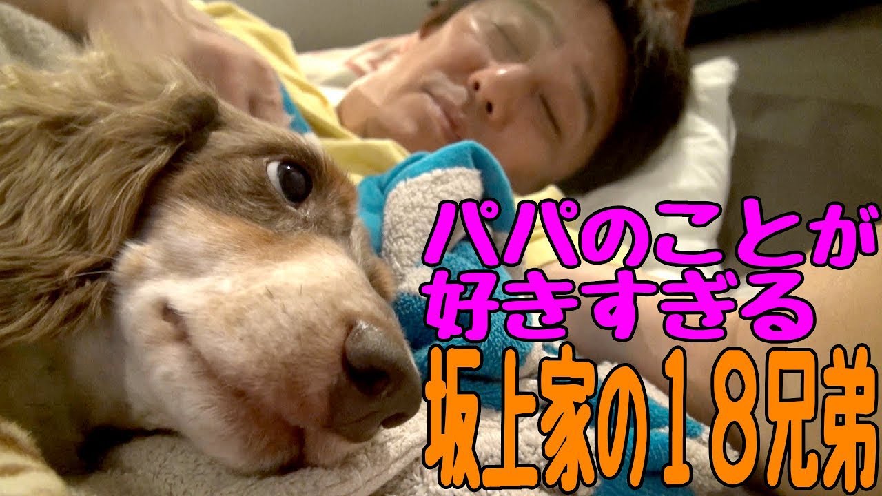【坂上家の日常】甘えん坊な子どもたちに坂上パパのアテレコも全開！