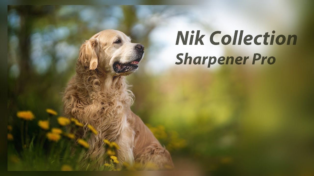 Nik Collection - selektivní doostřování pomocí Sharpener Pro - photoshop tutorial