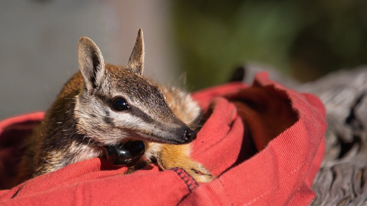 Numbats reintroduced to NSW National Park