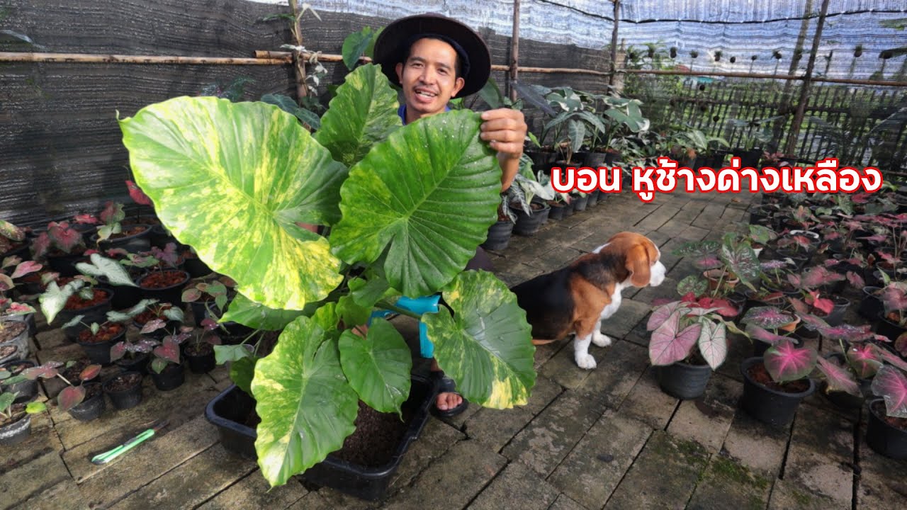 บอน หูช้างด่างเหลือง ไม้ใบด่าง ขยายพันธุ์ไว ได้จำนวนเยอะ