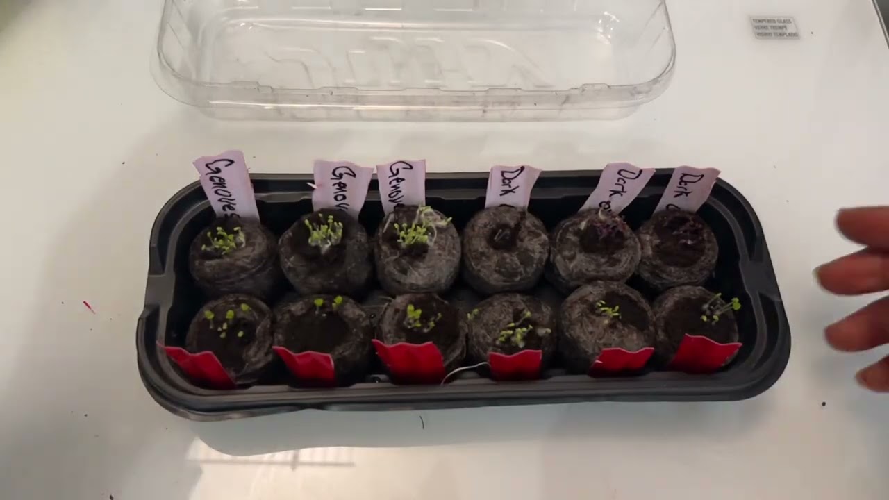 Jiffy Seed Starting Greenhouse Kit With Expanding Peat Pellets, Basil Seed Germination To Transplant