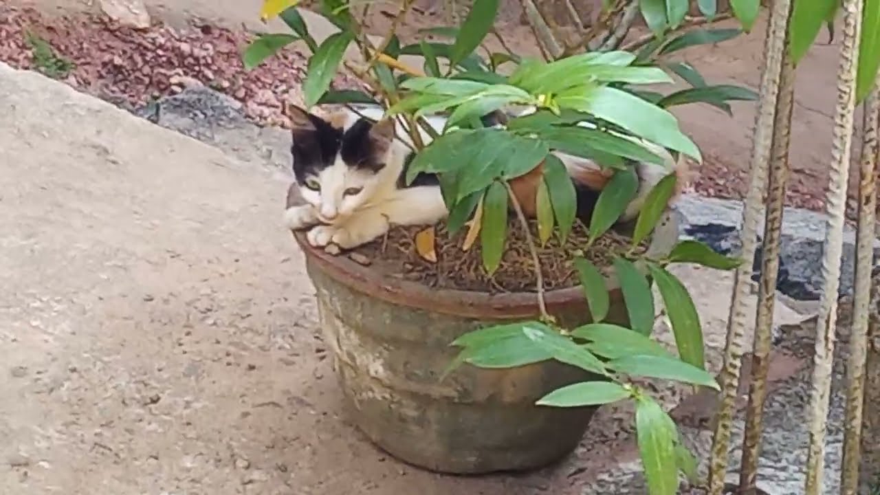 ගමනක් යනකොට ගෙදරක #trending #🐯