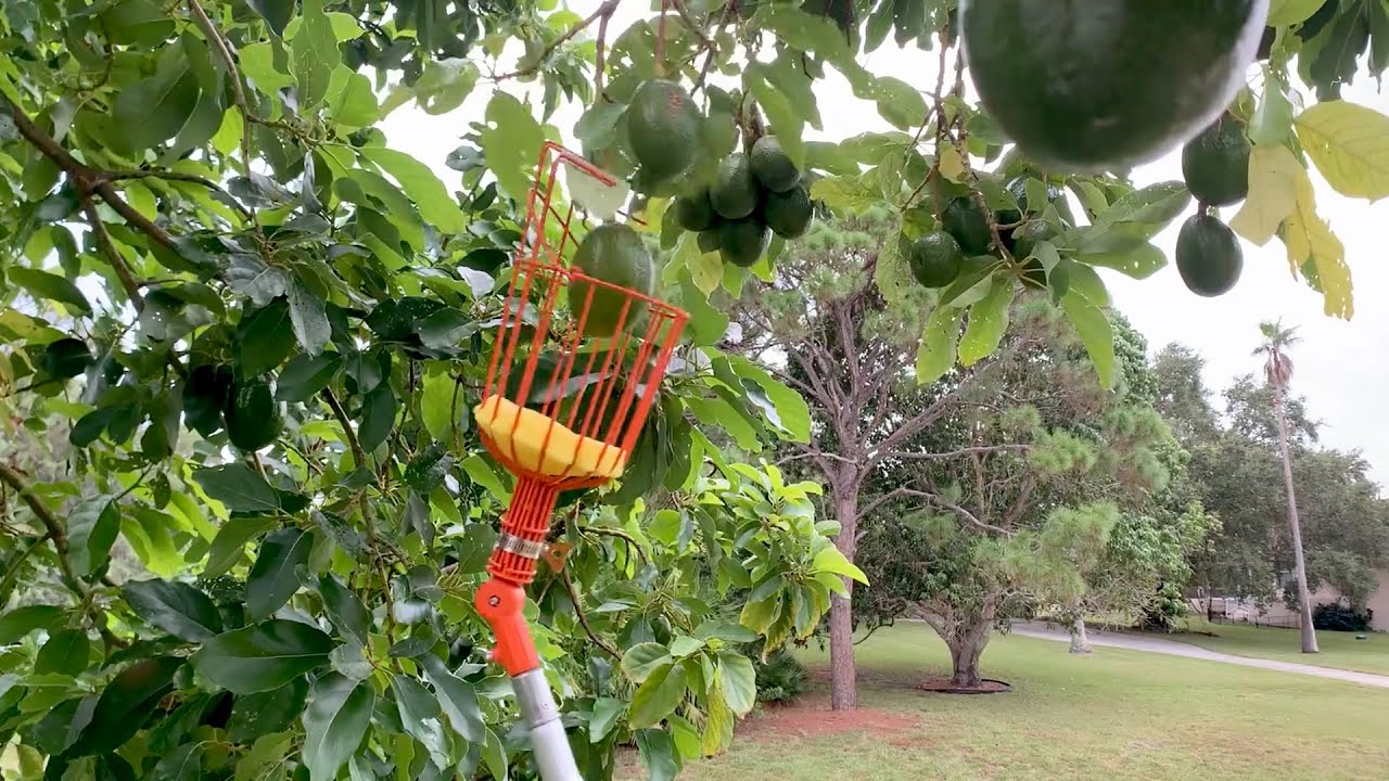 EZ Smart Tools Fruit Picker Demo