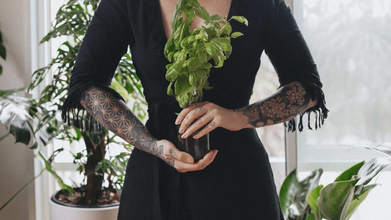 🌱 7 easy vegetables and herbs you can regrow at home