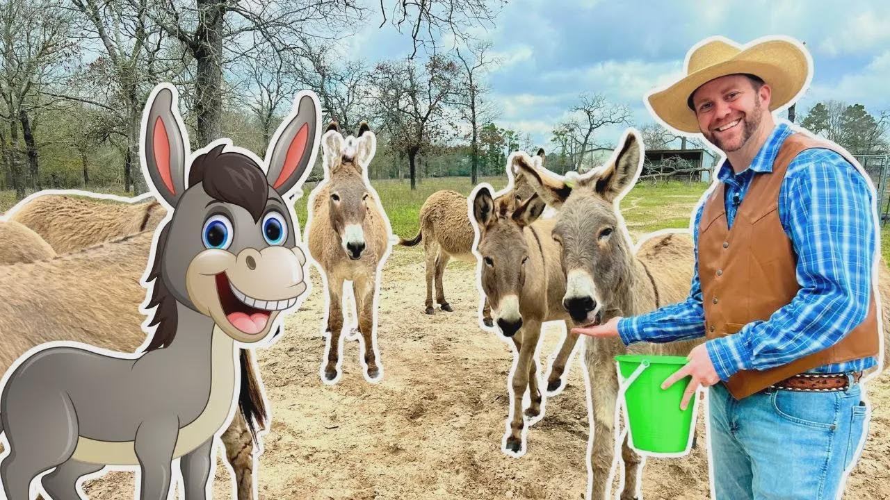 Découvre les ânes recueillis ! Visite la ferme des ânes pour les enfants